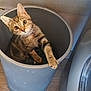 cat, tabby_cat, trash_bin, indoor, wood_floor, paw, curious, pet, domestic, feline, container, grey, wall, floor, household, washing_machine, looking_up, cute, playful, animal
