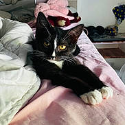Sakura participe au concours pour gagner de l'argent avec cette photo : cat, tuxedo_cat, pet, animal, black_and_white, yellow_eyes, whiskers, pointed_ears, lying_down, bed, bedroom, pink_blanket, bedding, pillow, stuffed_animal, indoor, home, portrait, cozy, relaxed