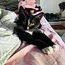 cat, tuxedo_cat, pet, animal, black_and_white, yellow_eyes, whiskers, pointed_ears, lying_down, bed, bedroom, pink_blanket, bedding, pillow, stuffed_animal, indoor, home, portrait, cozy, relaxed