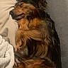 Nala participe au concours pour gagner de l'argent avec cette photo : dog, sleeping, curled_up, small_dog, long_hair, brown_fur, black_fur, floppy_ears, paws, relaxed, cozy, couch, sofa, pillow, blanket, indoors, home, portrait, resting, adorable