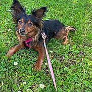 Nala participe au concours pour gagner de l'argent avec cette photo : dog, pet, puppy, outdoor, grass, meadow, daisies, flowers, black_and_brown, long_hair, floppy_ears, pointed_ears, leash, pink_leash, collar, sitting, lying_down, looking_at_camera, animal_portrait, nature