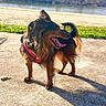 Nala participe au concours pour gagner de l'argent avec cette photo : dog, dogs, pet, long_hair, brown_fur, black_fur, red_harness, open_mouth, tongue, standing, outdoor, lakeside, lake, shoreline, water, trees, sunlight, shadows, promenade, nature