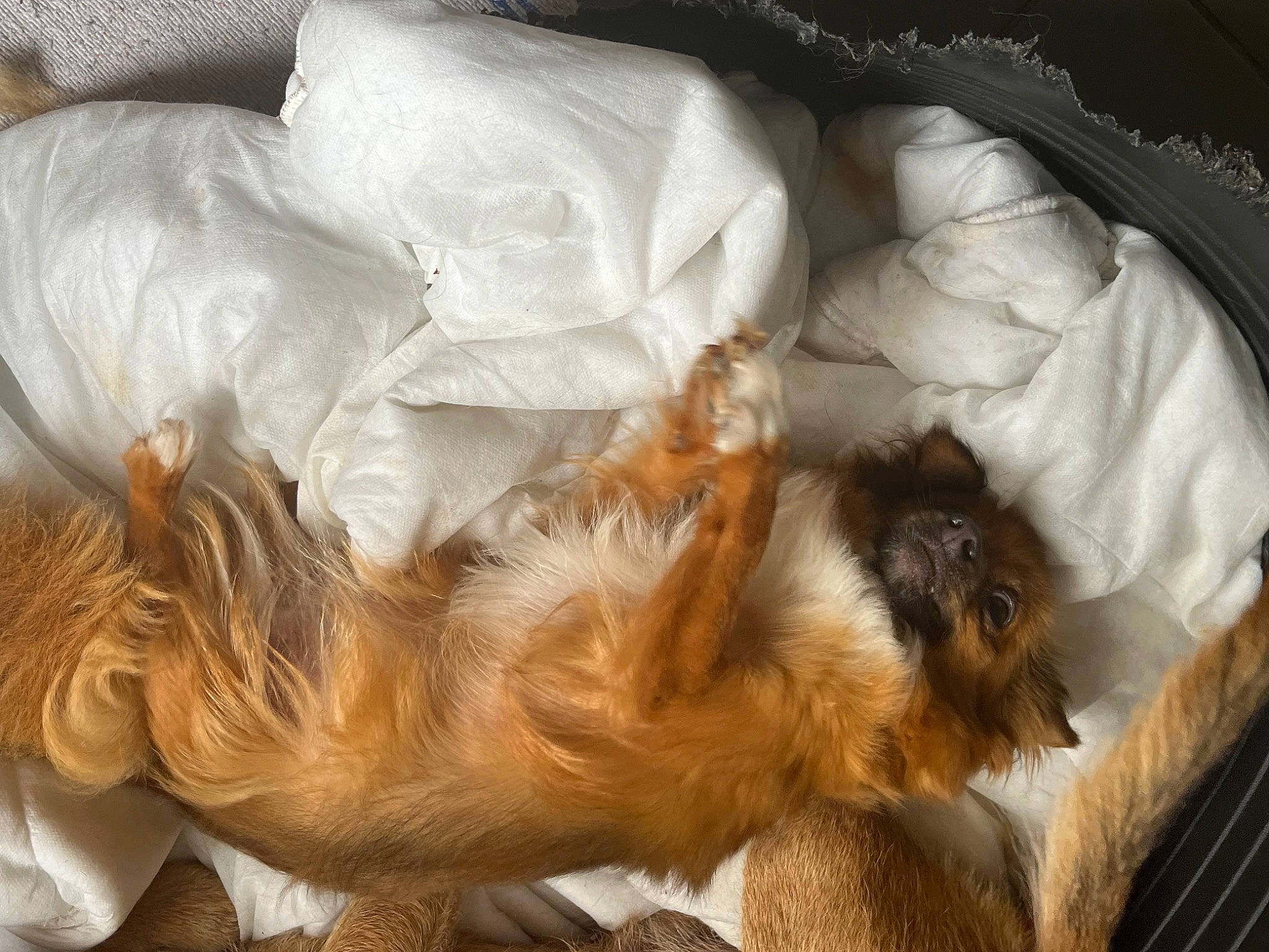 Milka participe au concours pour gagner de l'argent avec cette photo : canidae, carnivore, claw, comfort, companion_dog, dog, dog_breed, fawn, felidae, fur, nap, paw, puppy, sleep, small_to_medium_sized_cats, snout, sporting_group, tail, terrestrial_animal, whiskers