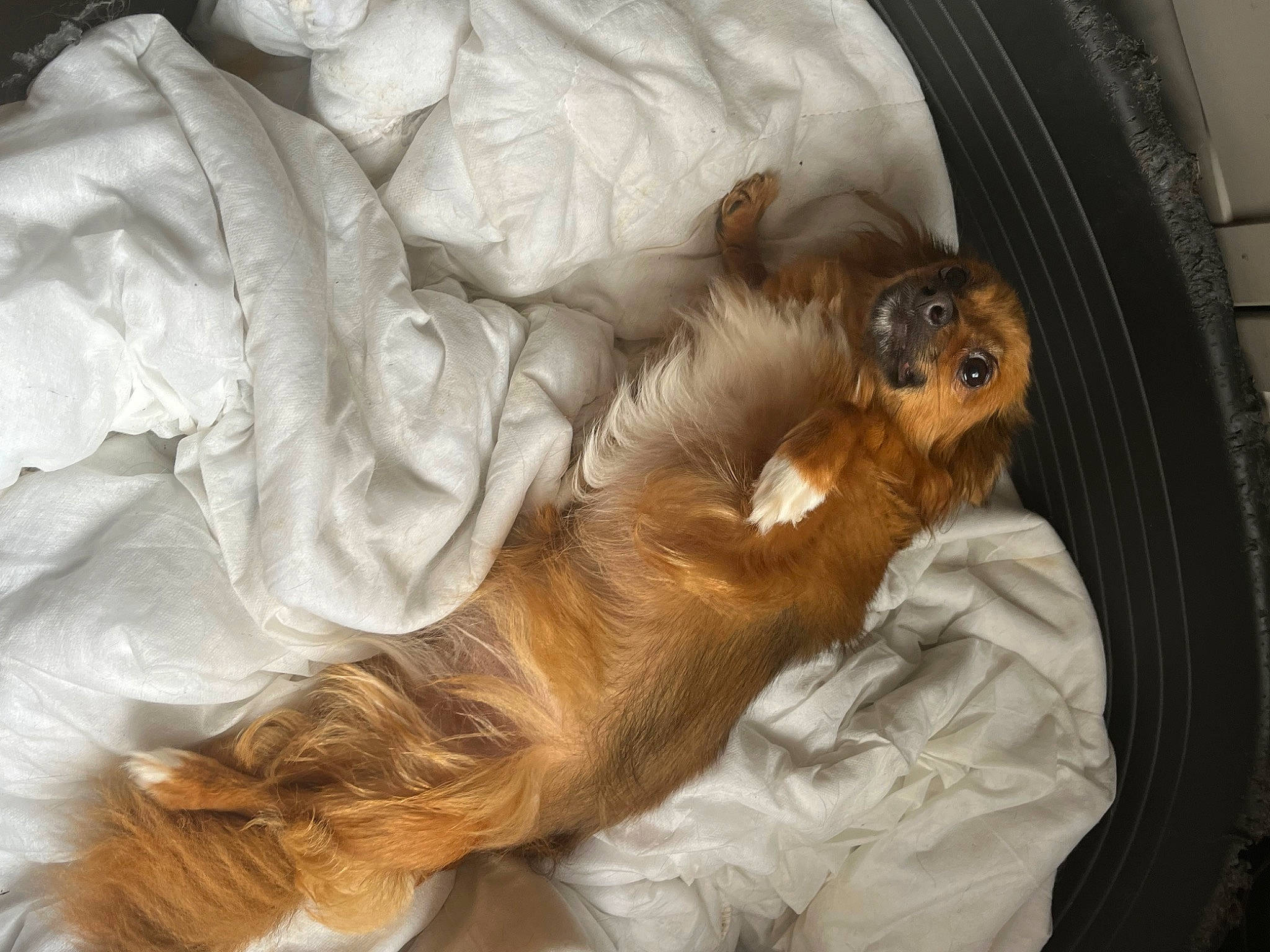 Milka participe au concours pour gagner de l'argent avec cette photo : bed_sheet, carnivore, cavalier_king_charles_spaniel, claw, comfort, companion_dog, dog_breed, duvet, fawn, felidae, fur, linens, liver, nap, sleep, small_to_medium_sized_cats, tail, terrestrial_animal, toy, whiskers