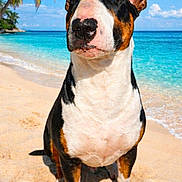 Uber a rejoint le concours — aidez-le/la à gagner de superbes lots ! dog, bull_terrier, beach, sand, ocean, water, sky, clouds, palm_tree, sunny, outdoor, pet, animal, canine, portrait, summer, vacation, tropical, nature, relaxation