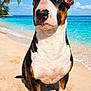 dog, bull_terrier, beach, sand, ocean, water, sky, clouds, palm_tree, sunny, outdoor, pet, animal, canine, portrait, summer, vacation, tropical, nature, relaxation