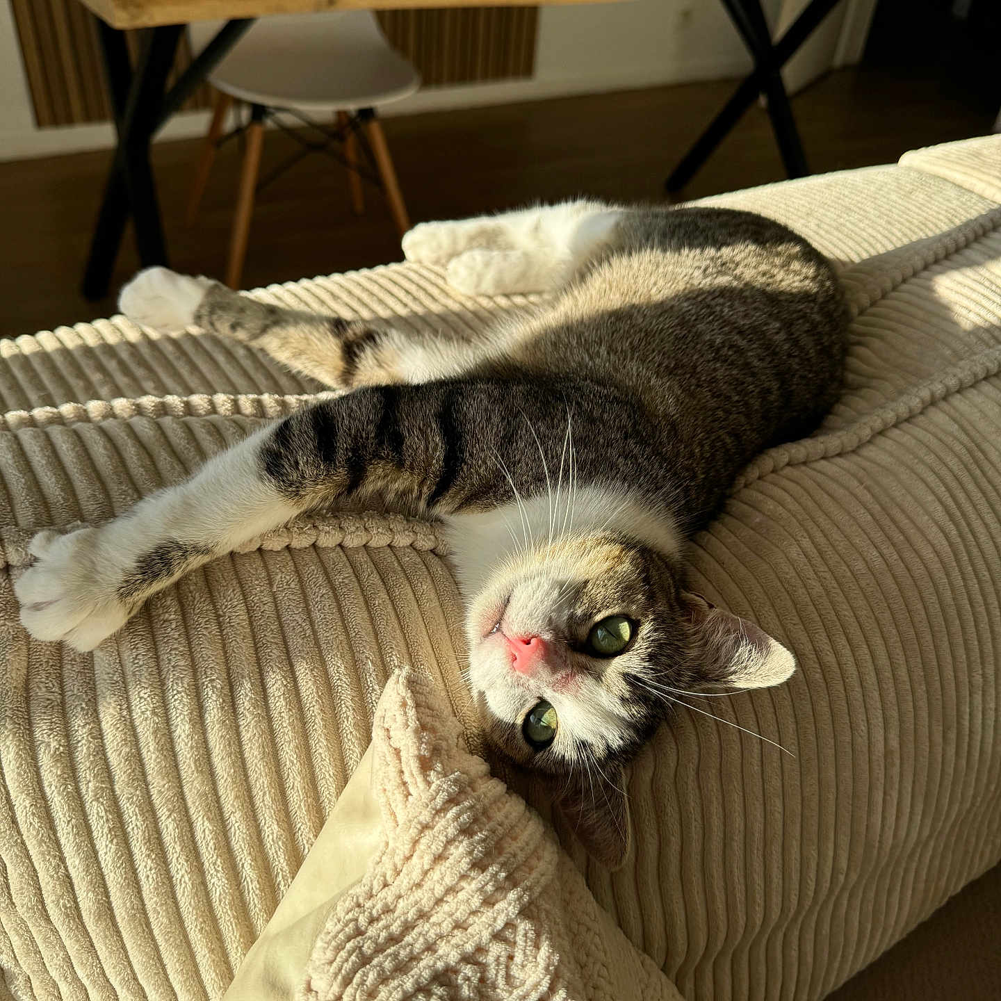 Bibi a rejoint le concours — aidez-le/la à gagner de superbes lots ! abyssinian, animal, architecture, blanket, building, cat, chair, couch, furniture, hardwood, homedecor, indoors, kitten, linen, livingroom, manx, pet, room, table, wood