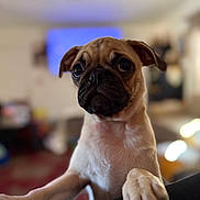 Yara joined the competition — help win amazing prizes! dog, puppy, pug, close_up, pet, animal, cute, indoor, paw, face, fur, expression, portrait, young, mammal, domestic_animal, curious, looking, snout, ears
