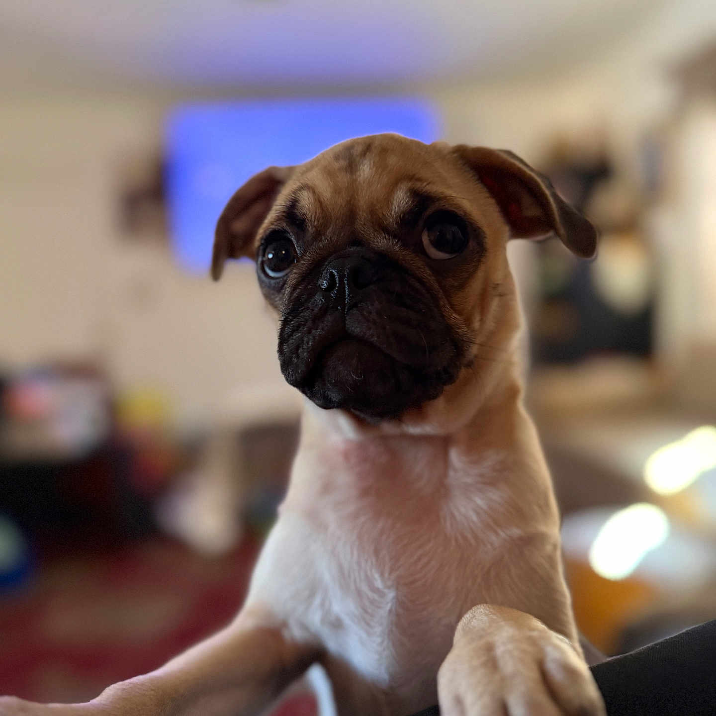 Yara joined the competition — help win amazing prizes! animal, close_up, curious, cute, dog, domestic_animal, ears, expression, face, fur, indoor, looking, mammal, paw, pet, portrait, pug, puppy, snout, young