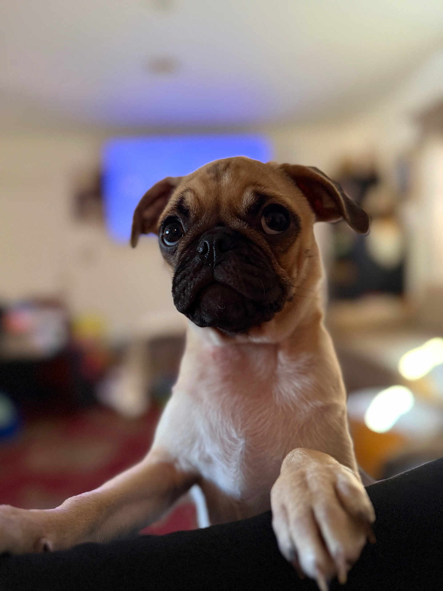 Yara joined the competition — help win amazing prizes! dog, puppy, pug, close_up, pet, animal, cute, indoor, paw, face, fur, expression, portrait, young, mammal, domestic_animal, curious, looking, snout, ears