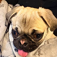 Tama joined the competition — help win amazing prizes! animal, black_nose, blanket, brown, close_up, cozy, cute, dog, ears, expression, face, fur, indoor, pet, pug, puppy, resting, snuggled, soft_texture, tongue_out
