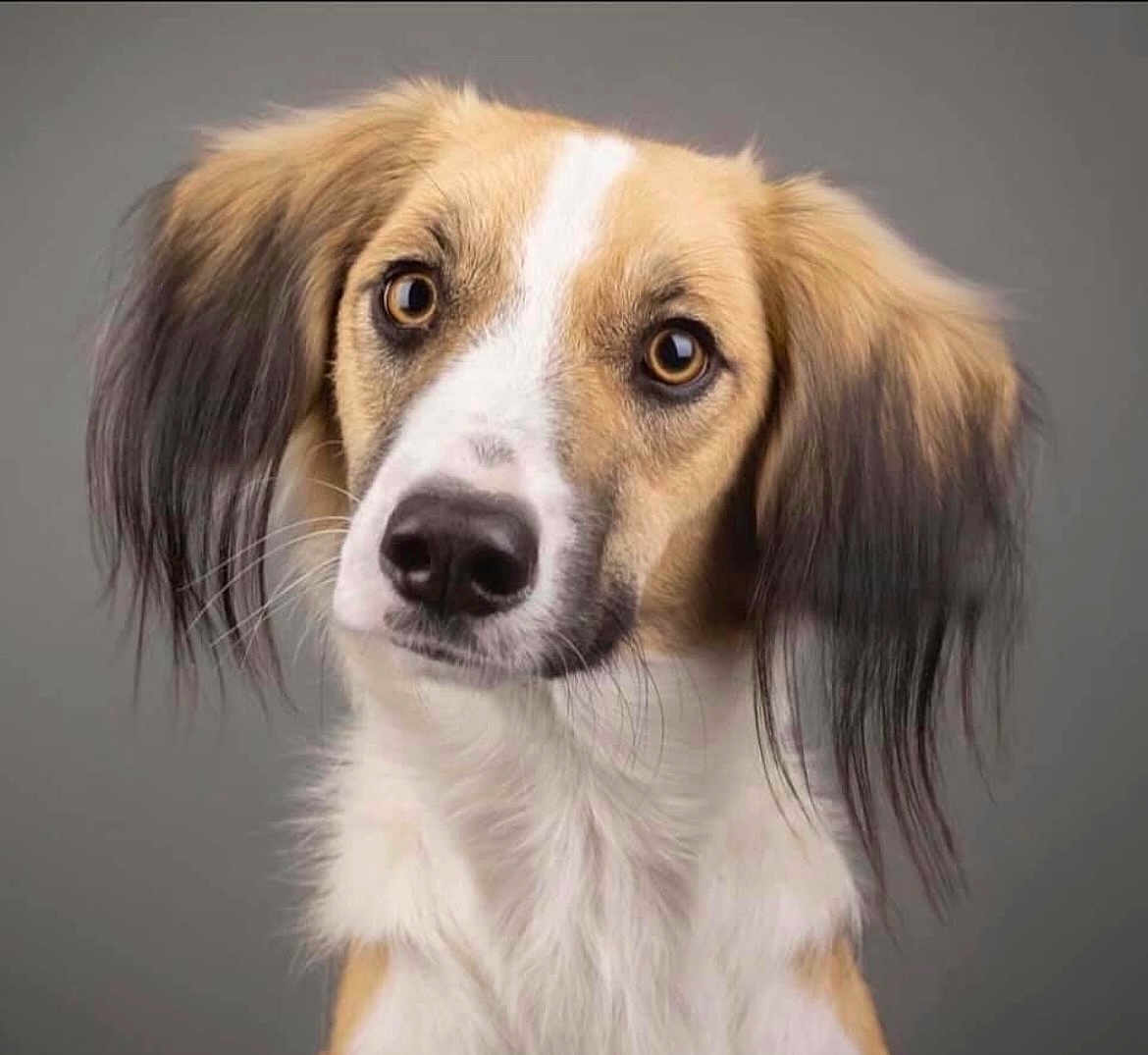 Vashti