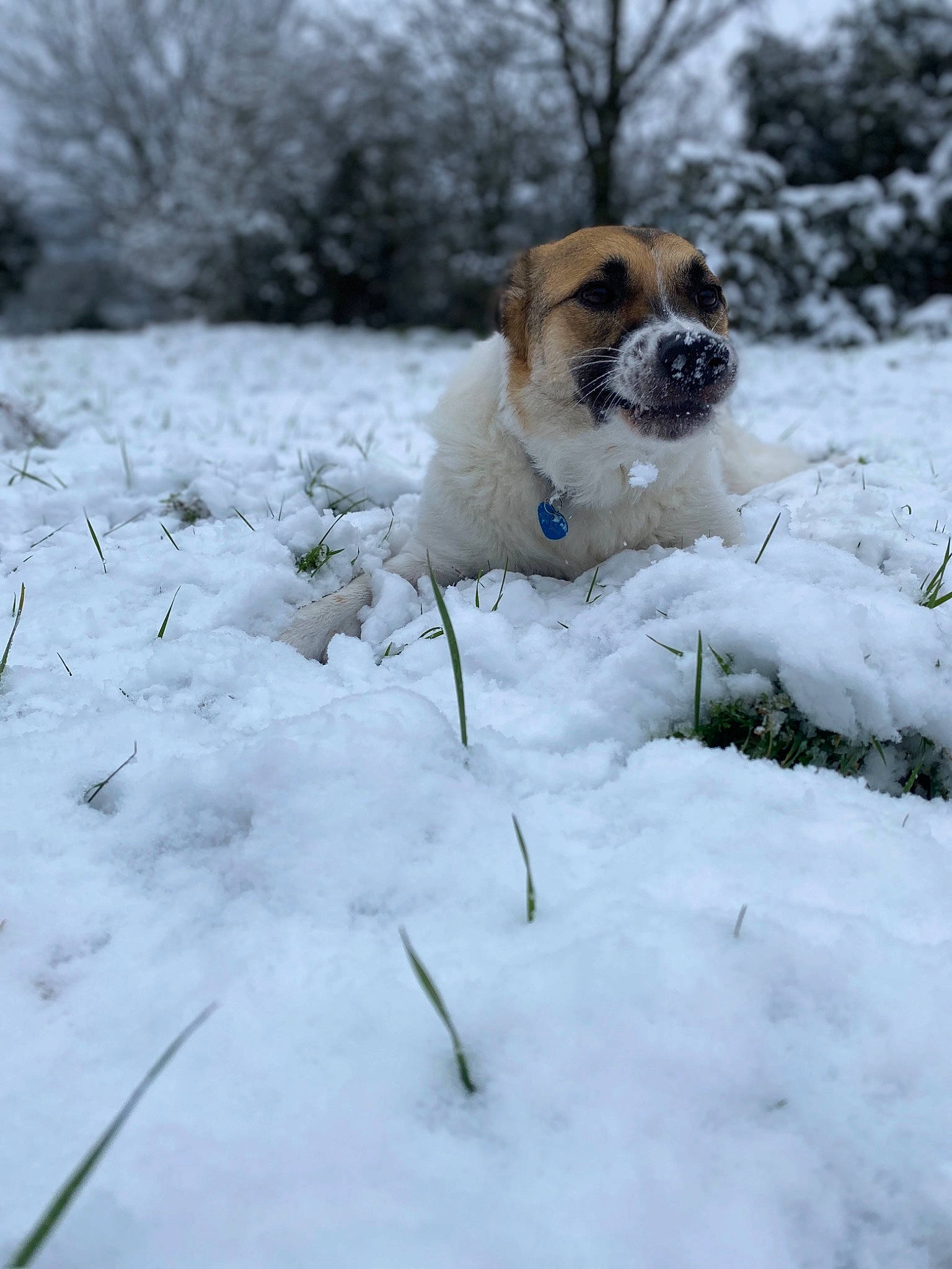 Jumbo a rejoint le concours — aidez-le/la à gagner de superbes lots ! canidae, carnivore, companion_dog, dog, dog_breed, fawn, freezing, frost, ice, mammal, moscow_watchdog, precipitation, puppy, snout, snow, sporting_group, winter, working_animal, working_dog