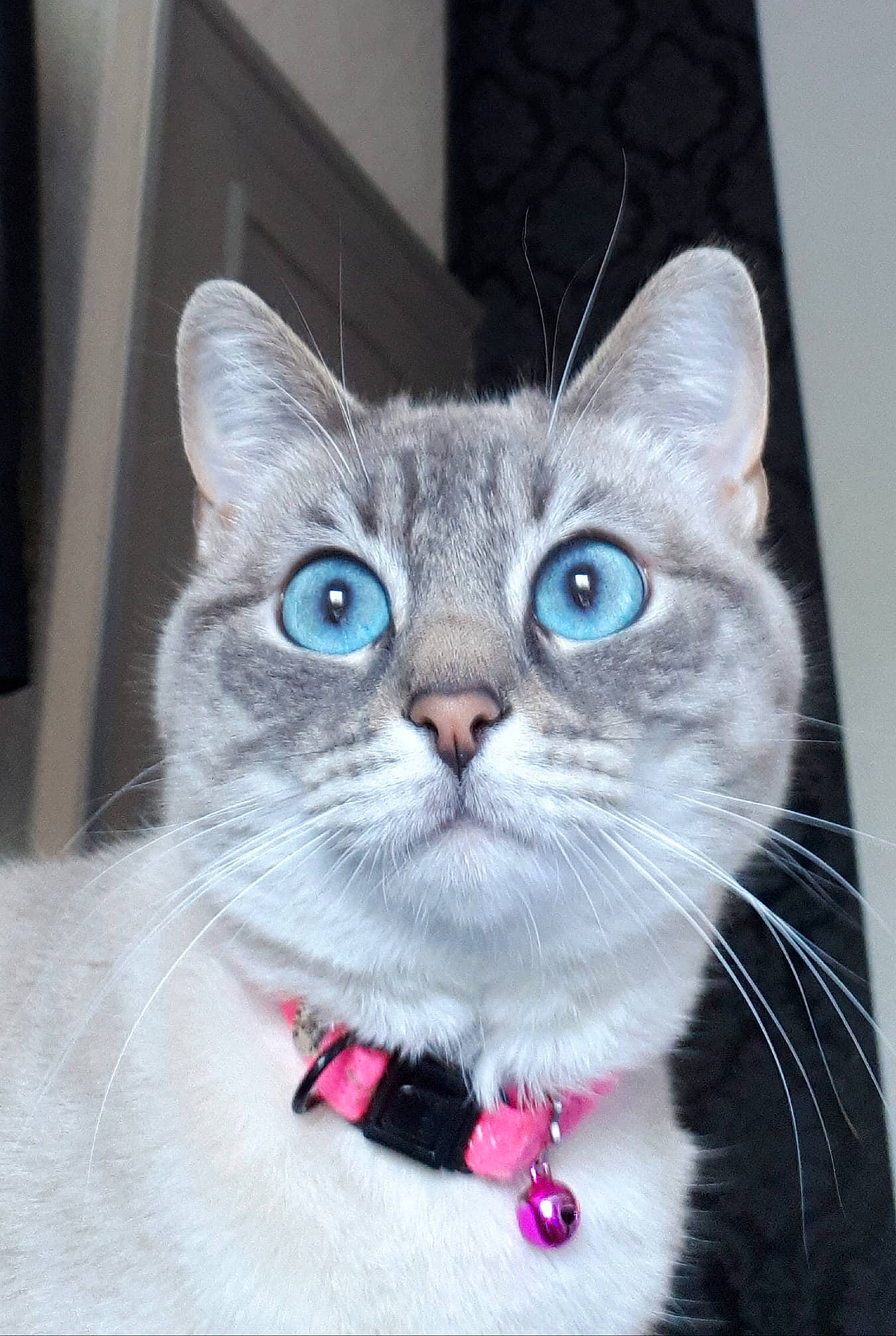 Clara participe au concours pour gagner de l'argent avec cette photo : american_shorthair, american_wirehair, asian, bow_tie, british_shorthair, carnivore, cat, collar, domestic_short_haired_cat, european_shorthair, fashion_accessory, felidae, kitten, mammal, ojos_azules, small_to_medium_sized_cats, snout, tie, vertebrate, whiskers