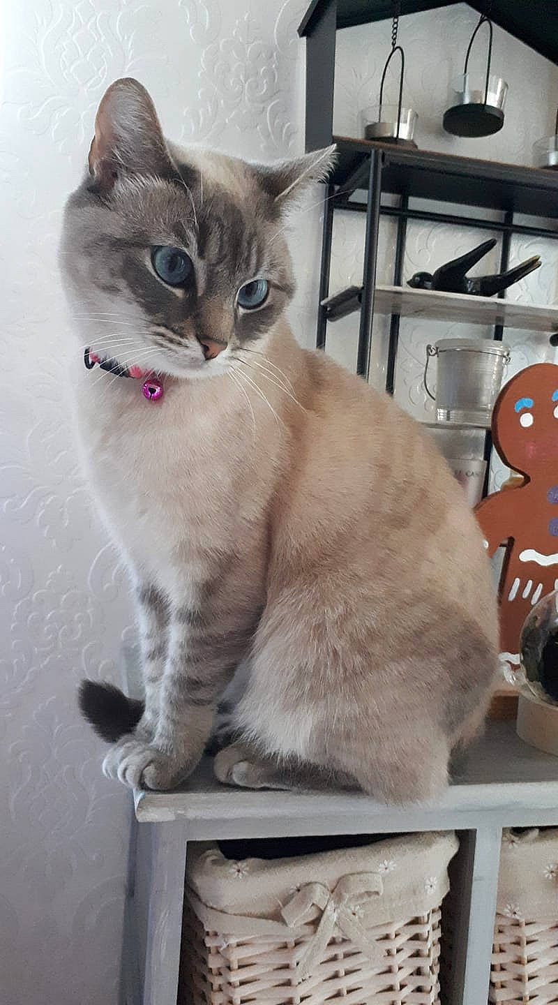 Clara participe au concours pour gagner de l'argent avec cette photo : asian, british_shorthair, burmilla, carnivore, cat, domestic_short_haired_cat, european_shorthair, eye, fawn, felidae, kitten, mammal, ojos_azules, ragdoll, siamese, small_to_medium_sized_cats, thai, tonkinese, vertebrate, whiskers