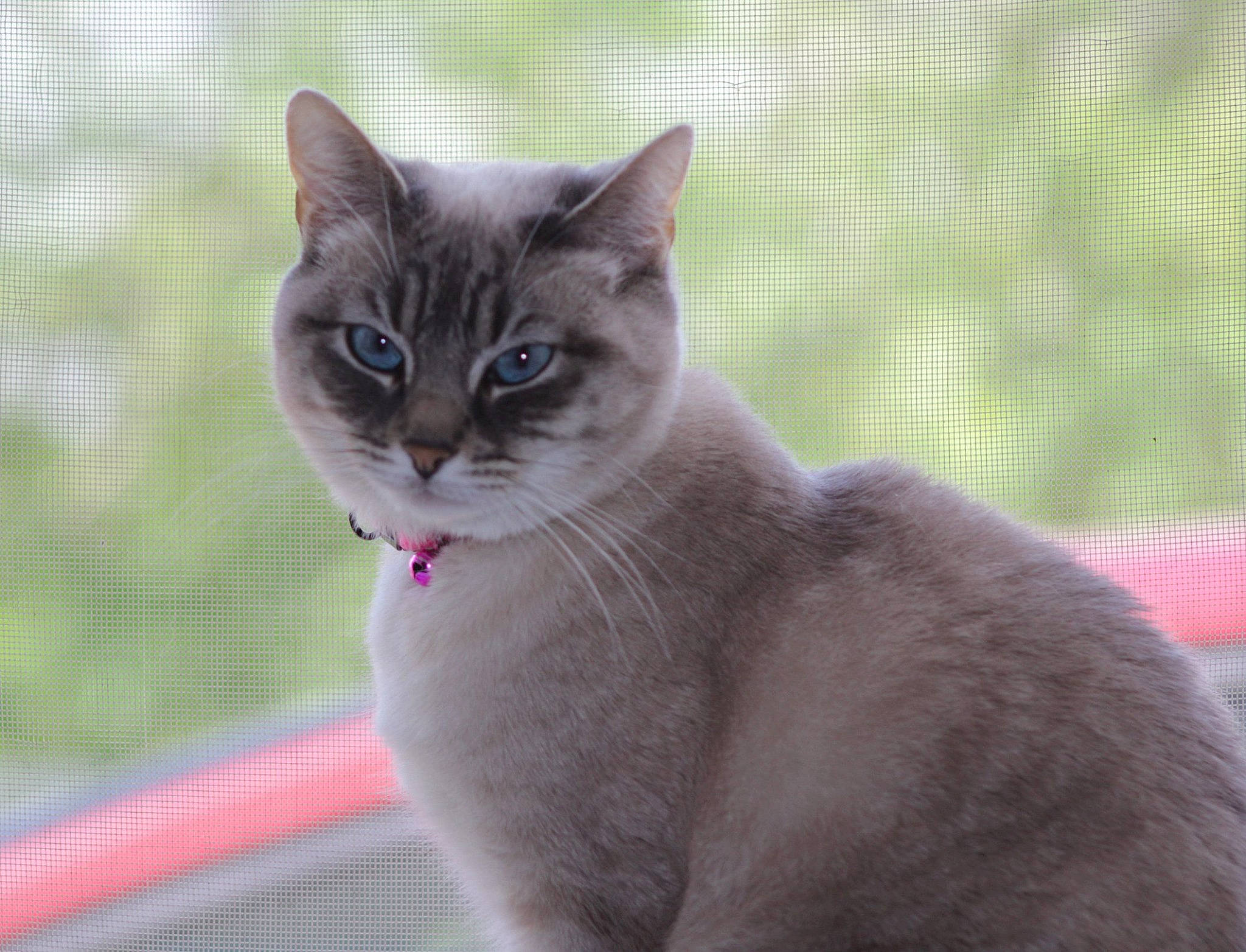 Clara participe au concours pour gagner de l'argent avec cette photo : aegean_cat, asian, british_shorthair, burmese, carnivore, cat, domestic_short_haired_cat, eye, felidae, kitten, mammal, ojos_azules, ragdoll, siamese, small_to_medium_sized_cats, snout, thai, tonkinese, vertebrate, whiskers