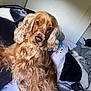 dog, cocker_spaniel, pet, animal, bed, blanket, pillow, indoor, fur, ears, curious, relaxed, lying_down, long_hair, brown, cozy, sleeping_area, portrait, canine, companion