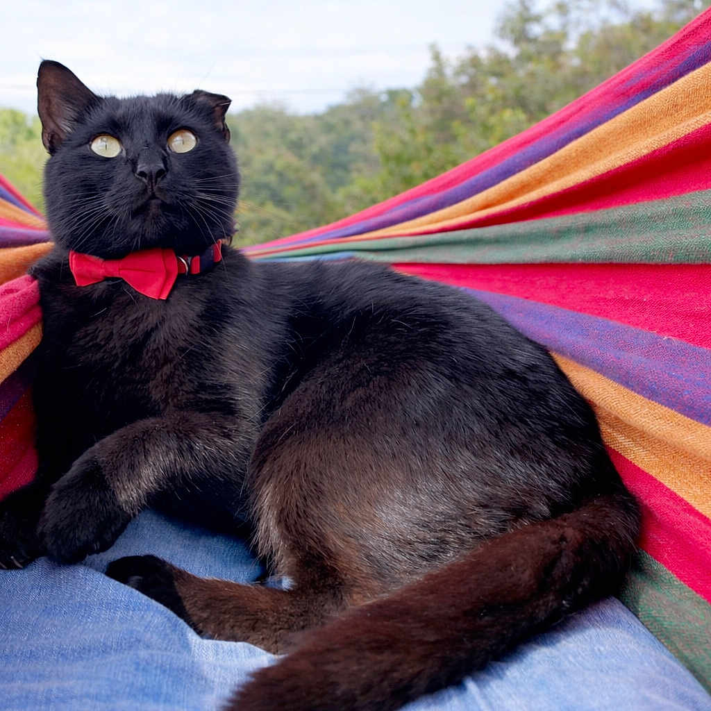 Ace is registered to the contest to win money with this photo: animal, black_cat, bow_tie, cat, colorful, cute, domestic_animal, feline, greenery, hammock, leisure, nature, outdoor, pet, relaxed, resting, sky, striped, summer, texture