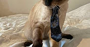 Budderball is registered to the contest to win money with this photo: cat, siamese_cat, tie, bed, bedspread, indoor, feline, pet, animal, curious, brown, white, cozy, poster, bulletin_board, furniture, domestic, cute, whiskers, playful