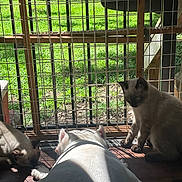 Budderball joined the competition — help win amazing prizes! dog, cat, siamese_cat, indoor, sunlight, shadow, wire_fence, wood_floor, pet, animal, three_animals, curious, resting, daylight, domestic, companions, household, quiet, peaceful, natural_light