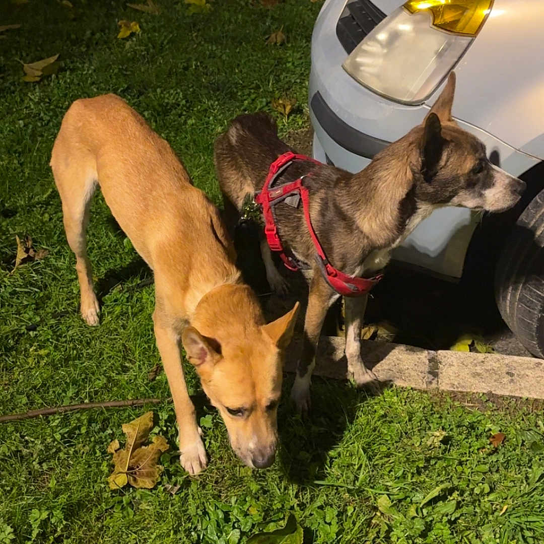 Plume a rejoint le concours — aidez-le/la à gagner de superbes lots ! animal, brown_dog, canine, car, dog, dogs, grass, ground, harness, leaves, nature, night, outdoor, parked_car, pet, side_view, sniffing, street, tan_dog, vehicle