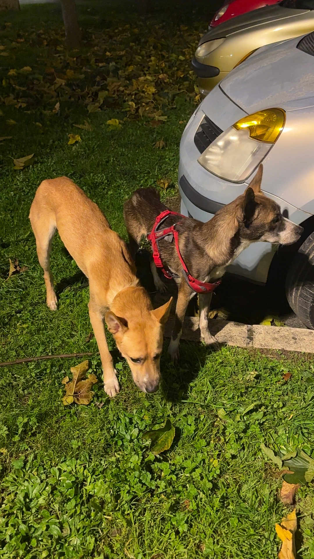 Plume a rejoint le concours — aidez-le/la à gagner de superbes lots ! dog, dogs, grass, night, car, parked_car, leaves, outdoor, animal, pet, canine, brown_dog, tan_dog, harness, side_view, sniffing, nature, vehicle, street, ground
