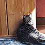 cat, tabby_cat, indoor, sunlight, rug, patterned_rug, wooden_cabinet, furniture, pet, animal, relaxed, sitting, stripes, whiskers, green_eyes, cozy, home, daylight, resting, domestic_cat