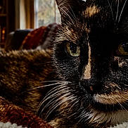 Abby is registered to the contest to win money with this photo: cat, tortoiseshell_cat, feline, pet, animal, close_up, portrait, whiskers, green_eyes, black_fur, orange_fur, white_fur, lying_down, blanket, couch, pillow, cozy, indoor, living_room, warm_lighting