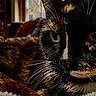 cat, tortoiseshell_cat, feline, pet, animal, close_up, portrait, whiskers, green_eyes, black_fur, orange_fur, white_fur, lying_down, blanket, couch, pillow, cozy, indoor, living_room, warm_lighting