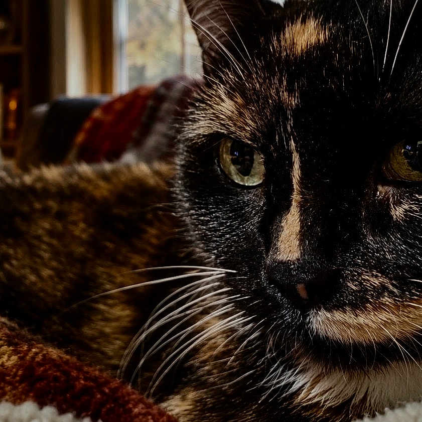Abby is registered to the contest to win money with this photo: cat, tortoiseshell_cat, feline, pet, animal, close_up, portrait, whiskers, green_eyes, black_fur, orange_fur, white_fur, lying_down, blanket, couch, pillow, cozy, indoor, living_room, warm_lighting