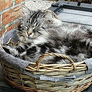 Prince participe au concours pour gagner de l'argent avec cette photo : animal, basket, canine, cat, dog, dogbed, fun, kitten, leisureactivities, manx, person, pet, picnic, sleeping