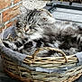 animal, basket, canine, cat, dog, dogbed, fun, kitten, leisureactivities, manx, person, pet, picnic, sleeping