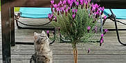 Prince a rejoint le concours — aidez-le/la à gagner de superbes lots ! architecture, backyard, building, herbal, herbs, house, housing, indoors, interiordesign, jar, nature, outdoors, plant, planter, porch, pottedplant, pottery, purple, tree, vase