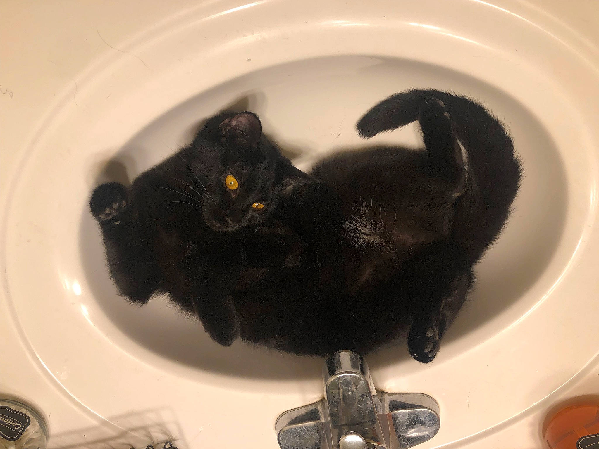 Lucifer is registered to the contest to win money with this photo: black, black_cat, bombay, carnivore, cat, cat_supply, claw, comfort, domestic_short_haired_cat, felidae, fur, pet_supply, plumbing, plumbing_fixture, room, small_to_medium_sized_cats, tail, terrestrial_animal, whiskers