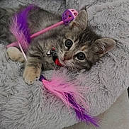 Molly a rejoint le concours — aidez-le/la à gagner de superbes lots ! kitten, cat, pet, fluffy_bed, toy, feathers, purple, pink, indoor, floor_tiles, cute, small, feline, collar, playful, resting, fur, animal, young, domestic
