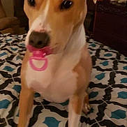 Zena Grace is registered to the contest to win money with this photo: animal, bedspread, brown, cute, dog, ears, funny, furniture, home, indoor, legs, mouth, nose, pacifier, pattern, paw, pet, playful, room, white