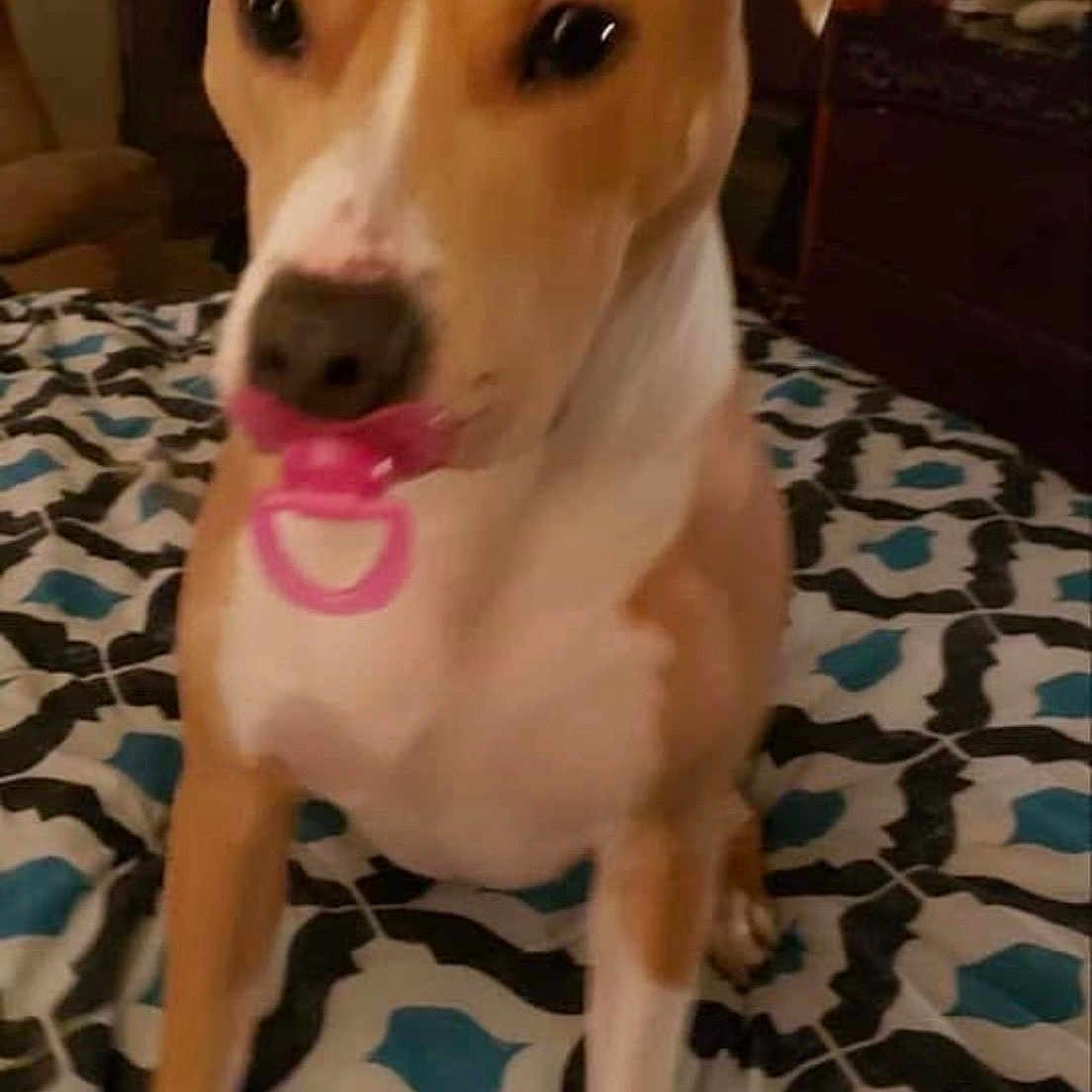 Zena Grace is registered to the contest to win money with this photo: animal, bedspread, brown, cute, dog, ears, funny, furniture, home, indoor, legs, mouth, nose, pacifier, pattern, paw, pet, playful, room, white