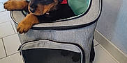 Aka a rejoint le concours — aidez-le/la à gagner de superbes lots ! animal, backpack, black_and_brown, companion, curious, cute, dog, floor_tiles, hand, indoor, looking_out, mesh_window, pet, pet_carrier, puppy, rottweiler, small, tile_floor, young_dog, zipper
