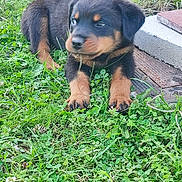 Aka participe au concours pour gagner de l'argent avec cette photo : animal, canine, curious, cute, dog, fur, grass, greenery, lawn, leafy, muzzle, nature, outdoor, paw, pet, puppy, resting, rottweiler, small_animal, young_animal