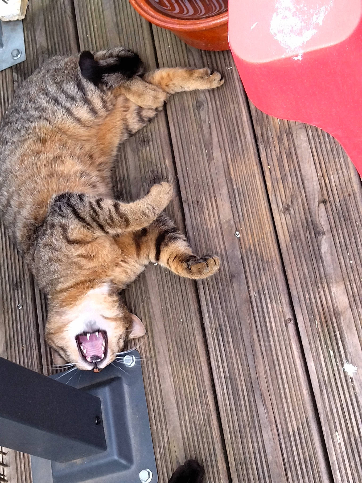 Fifi a rejoint le concours — aidez-le/la à gagner de superbes lots ! balloon, carnivore, cat, comfort, domestic_short_haired_cat, fawn, felidae, flooring, foot, fur, hardwood, paw, small_to_medium_sized_cats, snout, tail, terrestrial_animal, tree, whiskers, wood, wood_stain