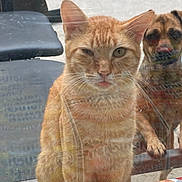 Teddy joined the competition — help win amazing prizes! cat, orange_cat, ginger_cat, dog, small_dog, glass, window, reflection, tongue_out, winking, pet, begging, countertop, instant_noodles, ramen_box, chair, outdoor, whiskers, paw, close_up