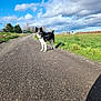 Isis participe au concours pour gagner de l'argent avec cette photo : alert, animal, black_and_white, canine, clouds, daylight, dog, ears, fence, fur, grass, landscape, nature, outdoor, pet, road, rural, sky, tail, walking_path
