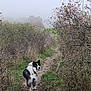 Isis participe au concours pour gagner de l'argent avec cette photo : animal, berries, bushes, canine, curious, dog, fog, forest, fur, grass, leafless, misty, nature, outdoor, path, quiet, scenic, trail, trees, walking