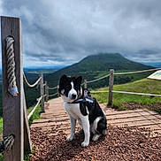Isis participe au concours pour gagner de l'argent avec cette photo : adventure, animal, cloudy_sky, daylight, dog, gravel, greenery, harness, hill, landscape, mountain, nature, outdoor, path, pet, rope, scenic, sitting, walking_trail, wooden_fence