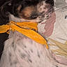 Arlow participe au concours pour gagner de l'argent avec cette photo : dog, sleeping, fluffy, long_hair, black_and_white, brown markings, orange_bandana, pet, animal, bed, blanket, bedding, indoors, cozy, resting, close_up, portrait, relaxed, cute, home