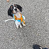 Arlow participe au concours pour gagner de l'argent avec cette photo : dog, spaniel, puppy, pet, animal, sitting, outdoor, pavement, asphalt, harness, bandana, blue, orange, black_and_white, long_ears, floppy_ears, wide_eyes, looking_up, shoe, street