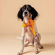 Arlow participe au concours pour gagner de l'argent avec cette photo : dog, spaniel, pet, animal, portrait, studio, orange_bow, bow_tie, sitting, long_ears, black_and_white, brown_markings, front_view, serious_expression, funny, fashion, indoor, minimal_background, cream_color, photography