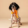 dog, spaniel, pet, animal, portrait, studio, orange_bow, bow_tie, sitting, long_ears, black_and_white, brown_markings, front_view, serious_expression, funny, fashion, indoor, minimal_background, cream_color, photography