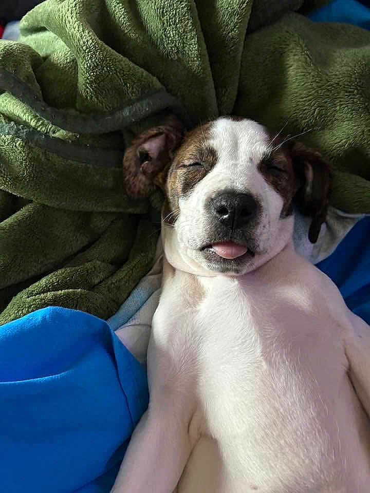 Mortisha is registered to the contest to win money with this photo: puppy, dog, sleeping, tongue_out, blanket, cozy, resting, white_fur, brown_spots, pet, cute, domestic_animal, indoors, closeup, relaxed, fur, animal, snout, ears, soft