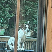 Mortisha is registered to the contest to win money with this photo: dog, patio_table, chair, window, glass, outdoor, deck, wooden_fence, greenery, tree, pet, animal, sitting, white, brown, spotted, daylight, furniture, nature, calm